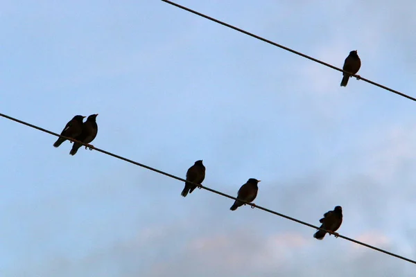 Bir Kuş Sürüsü Elektrik Kablolarının Üzerinde Oturur Akım Oradan Akar — Stok fotoğraf
