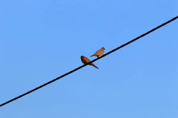 Een Zwerm Vogels Zit Elektrische Draden Waardoor Stroom Stroomt — Stockfoto