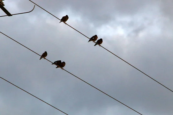 鳥の群れは電流が流れる電線の上に座り — ストック写真