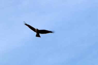 Kuzey İsrail 'de bulutlu bir gökyüzünde kartal uçar. 