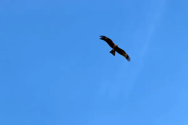 Águila Vuela Alto Cielo Nublado Norte Israel — Foto de Stock