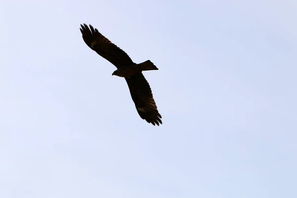 Eagle Flies High Cloudy Sky Northern Israel — Stock Photo, Image