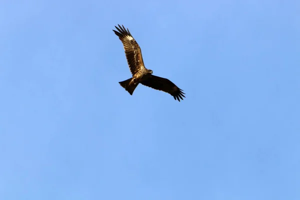 Eagle Flies High Cloudy Sky Northern Israel — Stock Photo, Image