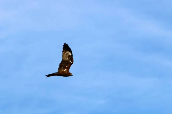 Örnen Flyger Högt Molnig Himmel Norra Israel — Stockfoto