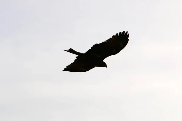 Águila Vuela Alto Cielo Nublado Norte Israel — Foto de Stock