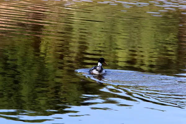 Enten Schwimmen Auf Einem Süßwassersee Nordisrael — Stockfoto