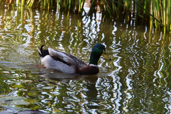 Canards Nageant Sur Lac Eau Douce Dans Nord Israël — Photo