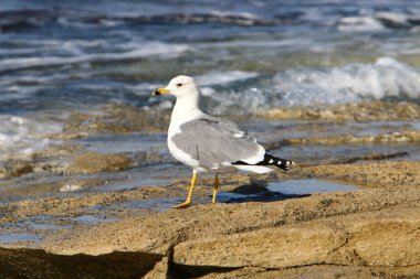 İsrail 'in kuzeyindeki Akdeniz kıyısındaki sahilde martılar 