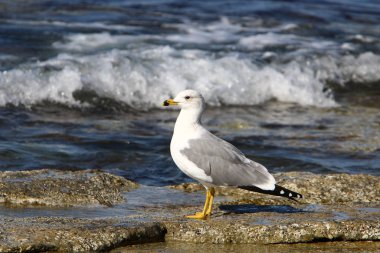 İsrail 'in kuzeyindeki Akdeniz kıyısındaki sahilde martılar 