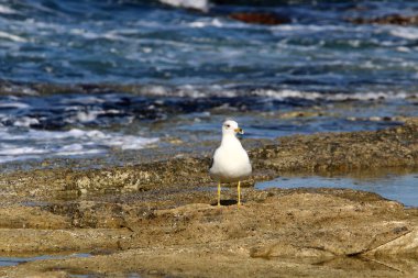 İsrail 'in kuzeyindeki Akdeniz kıyısındaki sahilde martılar 