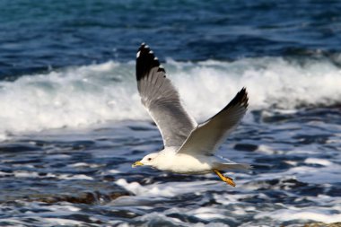 İsrail 'in kuzeyindeki Akdeniz kıyısındaki sahilde martılar 