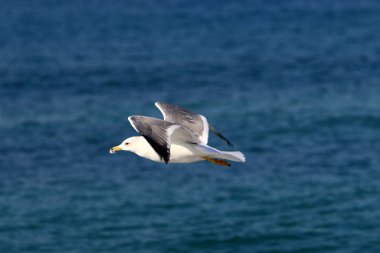 İsrail 'in kuzeyindeki Akdeniz kıyısındaki sahilde martılar 