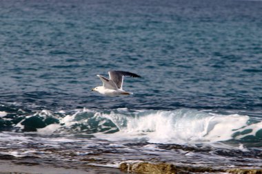 İsrail 'in kuzeyindeki Akdeniz kıyısındaki sahilde martılar 