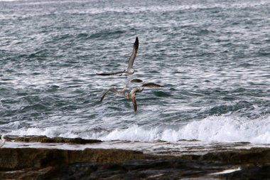 İsrail 'in kuzeyindeki Akdeniz kıyısındaki sahilde martılar 