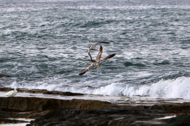 İsrail 'in kuzeyindeki Akdeniz kıyısındaki sahilde martılar 