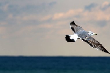 İsrail 'in kuzeyindeki Akdeniz kıyısındaki sahilde martılar 