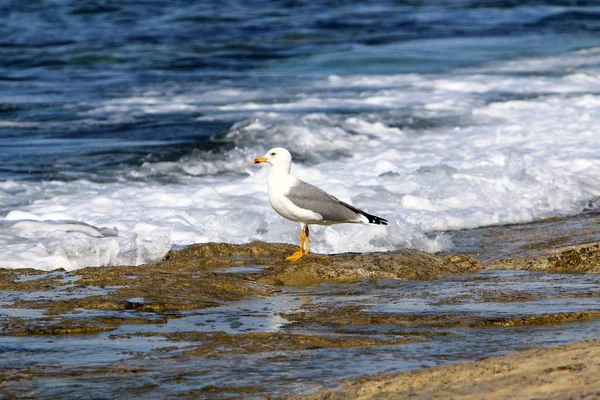 Seagulls Beach Mediterranean Coast North Israel — Stockfoto