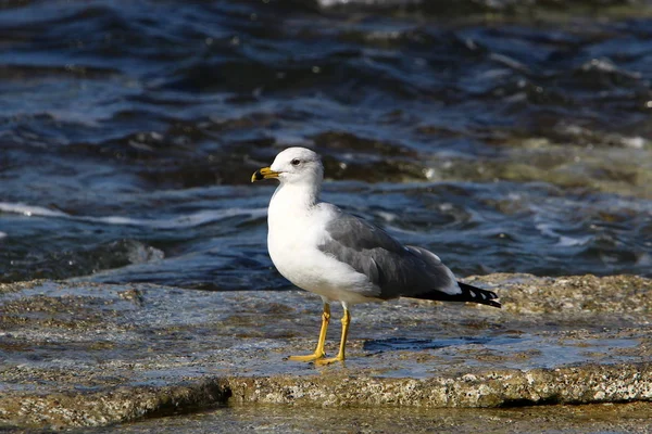 Gaivotas Praia Costa Mediterrânea Norte Israel — Fotografia de Stock