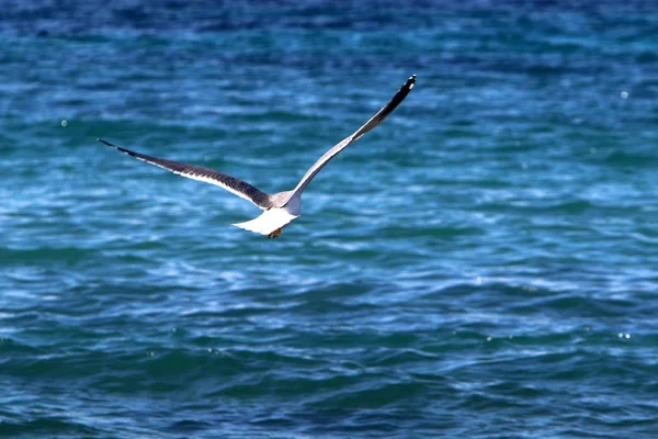 Mouettes Sur Plage Sur Côte Méditerranéenne Dans Nord Israël — Photo