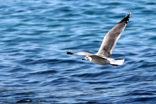 Gaivotas Praia Costa Mediterrânea Norte Israel — Fotografia de Stock