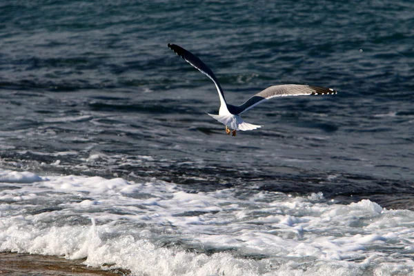 Mouettes Sur Plage Sur Côte Méditerranéenne Dans Nord Israël — Photo