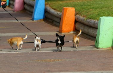 İsrail 'in büyük bir şehrinde kaldırımda duran çok renkli beton figürler, yayalar için bir bariyer görevi görüyor. 