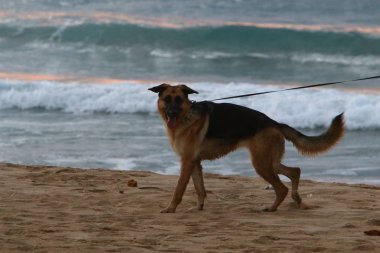 İsrail 'de Akdeniz kıyısındaki bir şehir parkında köpek yürüyor. 