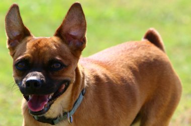 İsrail 'de Akdeniz kıyısındaki bir şehir parkında köpek yürüyor. 