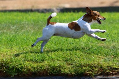 İsrail 'de Akdeniz kıyısındaki bir şehir parkında köpek yürüyor. 