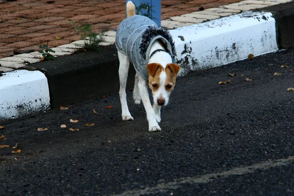 Passeggiate Con Cani Parco Cittadino Sulle Rive Del Mar Mediterraneo — Foto Stock