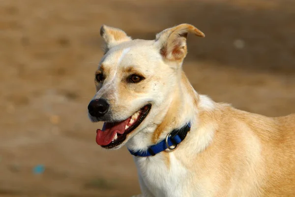 Paseos Perros Parque Ciudad Orillas Del Mar Mediterráneo Israel — Foto de Stock