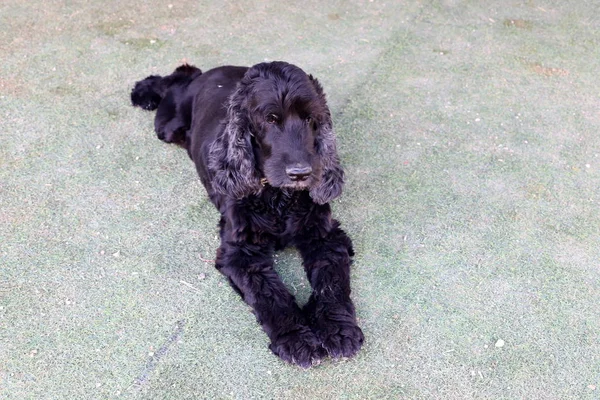 Hond Wandelingen Een Stadspark Aan Oevers Van Middellandse Zee Israël — Stockfoto