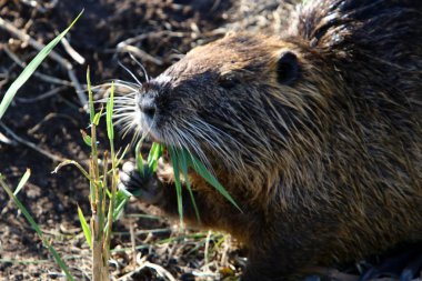 Nutria - bir kemirgen hayvanı, değerli kürklü bir su sıçanı, Kuzey İsrail 'deki Hula Gölü' nde yaşıyor. 