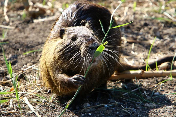 Nutria Rodent Animal Water Rat Valuable Fur Lives Hula Lake — Stock Photo, Image