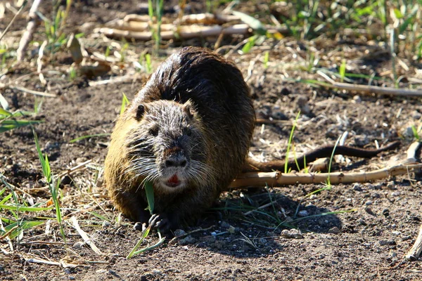 Nutria Rodent Animal Water Rat Valuable Fur Lives Hula Lake — 스톡 사진