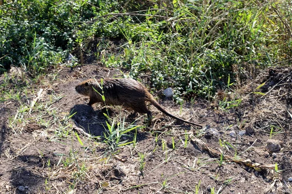 Nutria Egy Rágcsáló Állat Egy Vízi Patkány Értékes Szőrme Hula — Stock Fotó