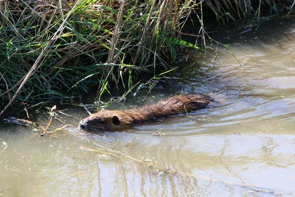 nutria - a rodent animal, a water rat with valuable fur, lives on Hula Lake in northern Israel