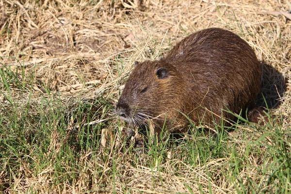Nutria Rodent Animal Water Rat Valuable Fur Lives Hula Lake — 图库照片