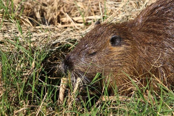 nutria - a rodent animal, a water rat with valuable fur, lives on Hula Lake in northern Israel