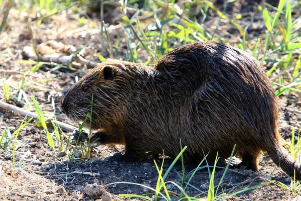 Nutria Rodent Animal Water Rat Valuable Fur Lives Hula Lake — Stock Photo, Image