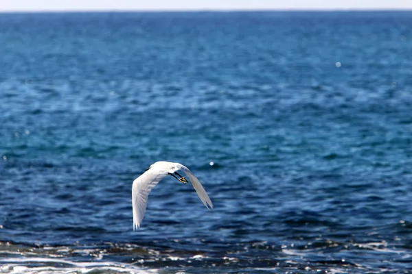 Witte Reiger Die Vist Aan Kust Van Middellandse Zee Noord — Stockfoto