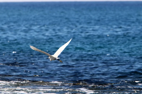 Witte Reiger Die Vist Aan Kust Van Middellandse Zee Noord — Stockfoto