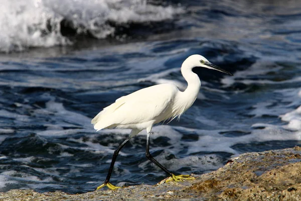 Pesca Garza Blanca Las Orillas Del Mar Mediterráneo Norte Israel — Foto de Stock