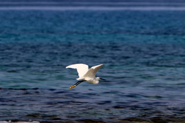 Witte Reiger Die Vist Aan Kust Van Middellandse Zee Noord — Stockfoto