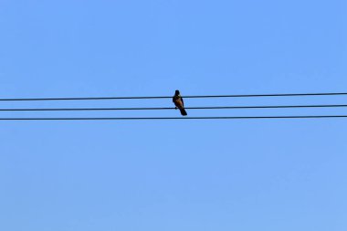 Kuzey İsrail 'e yalıtkan ve kablolu bir elektrik direği kuruldu.. 
