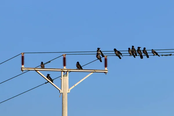 Poteau Électrique Avec Des Isolateurs Courant Des Fils Est Installé — Photo