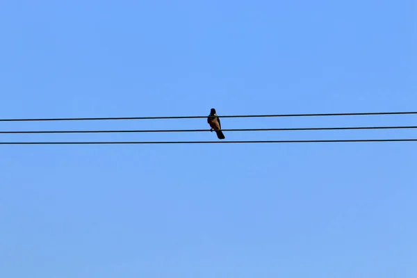 Ένας Ηλεκτρικός Στύλος Μονωτήρες Ρεύματος Και Καλώδια Είναι Εγκατεστημένος Στο — Φωτογραφία Αρχείου