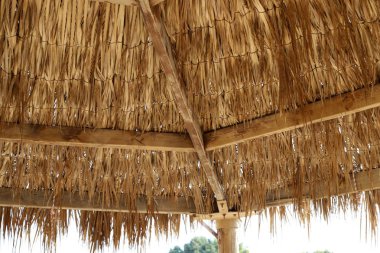 İsrail 'in kuzeyindeki Akdeniz kıyılarındaki bir şehir parkında güneşten tepe örtüsü. 