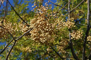 Aralık ayında İsrail 'de bir şehir parkında ağaçlarda meyveler ve böğürtlenler 