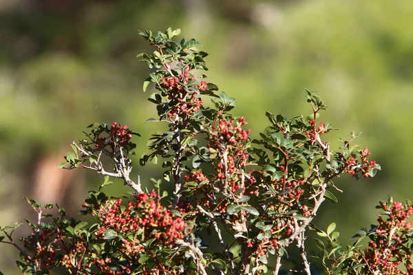 Frutti Maturi Bacche Sugli Alberi Parco Cittadino Inverno Dicembre Israele — Foto Stock